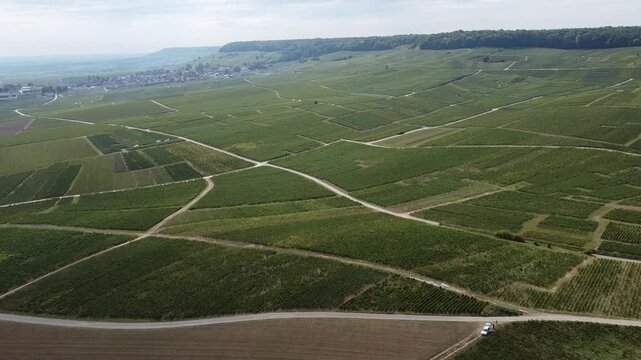 Aerial video, panoramic view of rows of green vineyards on slopes of Champagne region during grape harvest, champagne sparkling wine making in France along Marne River, premier and grand cru vineyards