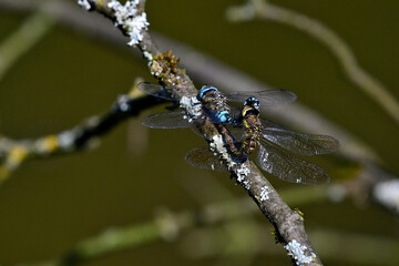 Paarung und Eiablage der Herbst-Mosaikjungfer // Mating and egg-laying of the Migrant Hawker...