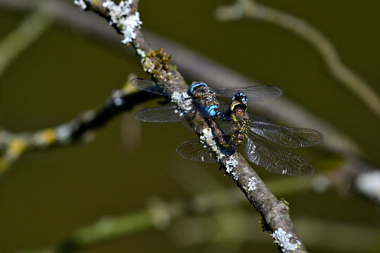 Paarung und Eiablage der Herbst-Mosaikjungfer // Mating and egg-laying of the Migrant Hawker (Aeshna mixta)
