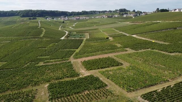 Aerial video, panoramic view of rows of green vineyards on slopes of Champagne region during grape harvest, champagne sparkling wine making in France along Marne River, premier and grand cru vineyards