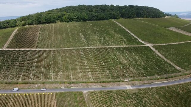 Aerial video, panoramic view of rows of green vineyards on slopes of Champagne region during grape harvest, champagne sparkling wine making in France along Marne River, premier and grand cru vineyards