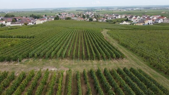 Aerial video, panoramic view of rows of green vineyards on slopes of Champagne region during grape harvest, champagne sparkling wine making in France along Marne River, premier and grand cru vineyards