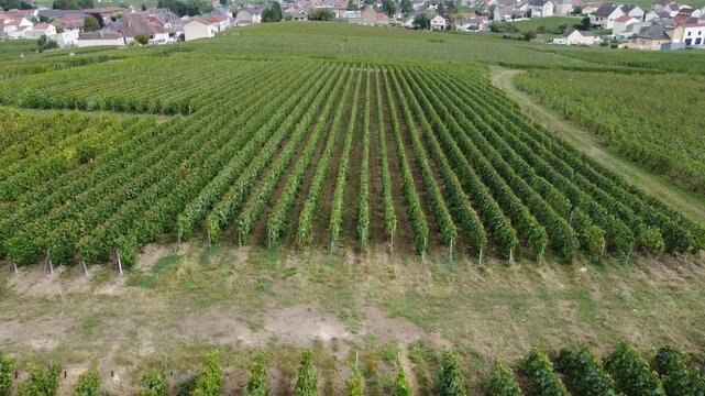 Aerial video, panoramic view of rows of green vineyards on slopes of Champagne region during grape harvest, champagne sparkling wine making in France along Marne River, premier and grand cru vineyards