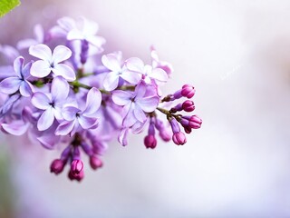 Fototapeta premium Delicate lilac flowers blooming in springtime showcase vibrant shades of purple in a serene garden setting