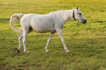 Wei&szlig;es Pferd l&auml;uft &uuml;ber die Weide