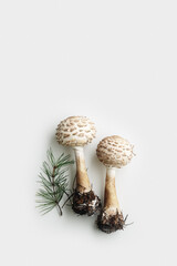 White mushrooms chlorophyllum rhacodes with green pine branches as minimal top view still life. Close up Wild forest common fungus, minimal flat lay photo, light gray background, organic nature © yrabota