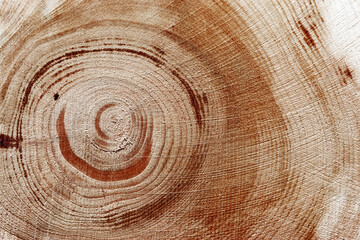 Naklejka premium Natural wooden background, wood texture annual rings form. Macro photo of cross section of juniper log, graphic nature organic pattern. Sawed timber close up with tree ring pattern, natural light