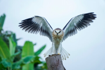 Black-winged kite (Elanus caeruleus) in the afternoon flapping its wings while perching on a wooden pole