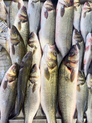 Fresh fish display on a bed of ice at a seafood market, ready for sale.