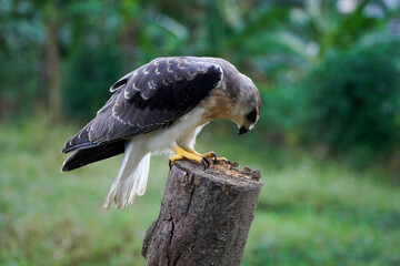 Black-winged kite (Elanus caeruleus) in the afternoon flapping its wings while perching on a wooden pole