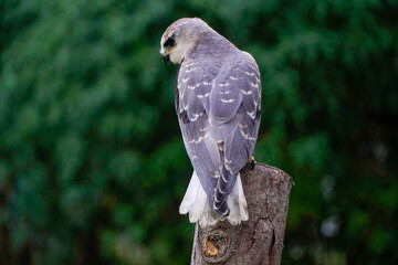 Black-winged kite (Elanus caeruleus) in the afternoon flapping its wings while perching on a wooden pole