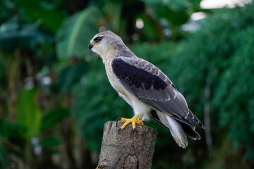 Black-winged kite (Elanus caeruleus) in the afternoon flapping its wings while perching on a wooden pole