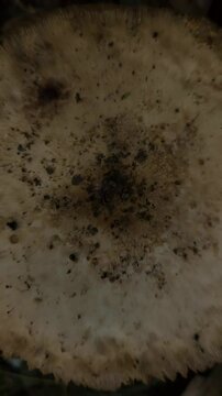Mushroom