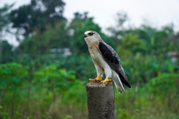 Black-winged kite (Elanus caeruleus) in the afternoon flapping its wings while perching on a wooden pole