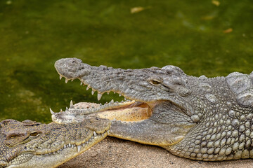 Crocodile Crocodylus moreletii in the zoo, Izmir Wildlife Park. Türkiye.