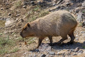 Capybara (Hydrochoerus hydrochaeris) is the largest rodent in the world.