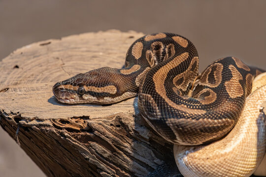 Ular Retic or Reticulated pythons or reticulated pythons or also called northeast pythons are a type of snake from the Pythonidae tribe that is large and has the longest body size among other snakes.