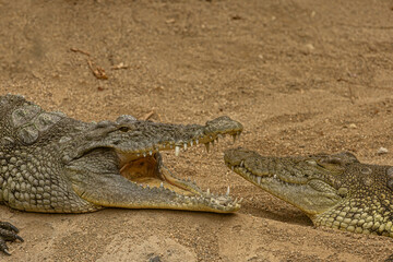 Crocodile Crocodylus moreletii in the zoo, Izmir Wildlife Park. Türkiye.