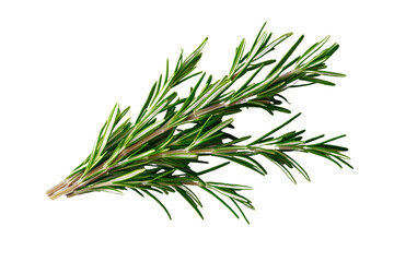 Fototapeta premium A bunch of rosemary with thin, needle-like leaves, isolated on a transparent background, PNG file.