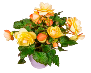 Isolated potted begonia flower