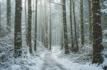 Fototapeta premium Snow-covered path leading through tall trees in the forest, with mist hanging low over it. Scene is serene and peaceful, capturing an ethereal quality to both nature's beauty and winter's coldness