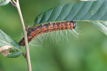 木の葉を食べるツマキシャチホコの幼虫