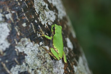 木の幹にとまるアマガエル