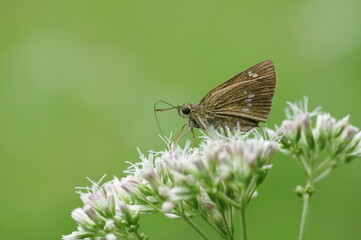 蜜を吸うセセリチョウ