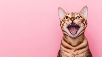 Fotobehang Dierenarts A joyful bengal cat is seen with an open mouth, exuding happiness and charm. The playful expression contrasts beautifully with the soft pink background, creating a delightful scene full of character.  © Svetlana