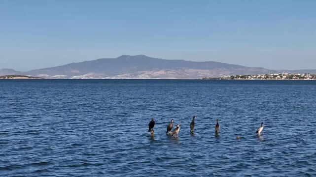 Migratory birds in the reed field by the beach
