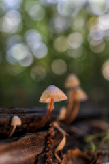 Mycena sp. Small mushrooms in a chestnut forest.