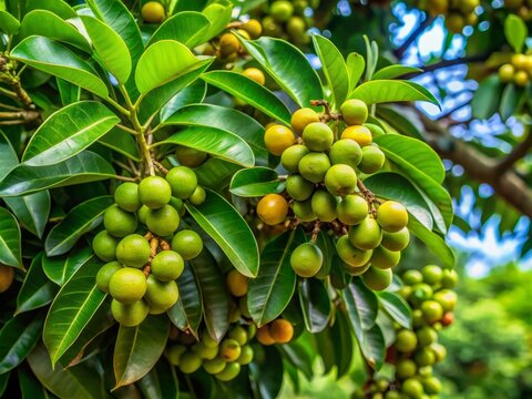 A kasoy tree's verdant foliage provides a striking contrast to the vibrant hues of its ripe fruits, which