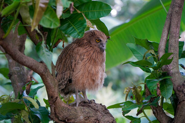 Buffy Fish Owl (Ketupa ketupu) chick at dawn resting on tree branch