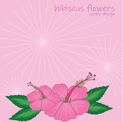 pink background with hand drawing pink hibiscus flowers