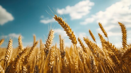 Fototapeta premium An expansive wheat field glows in shades of gold beneath a clear, blue sky dotted with fluffy white clouds, portraying the tranquil beauty of rural life.