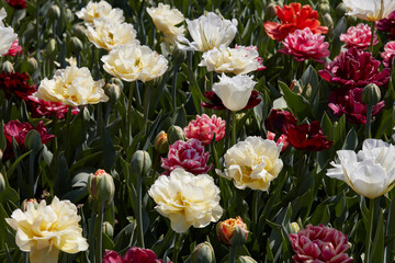 Assorted tulip flowers in white, pale yellow, dark red colors texture background in spring sunlight