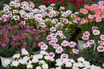 Dianthus, carnation plants with flowers in various colors in vases