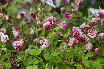 Aquilegia vulgaris, columbine winky double red white plants with flowers