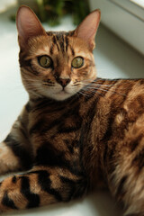 beautiful Bengal cat with striking markings lounges on a windowsill in a cozy indoor setting. 