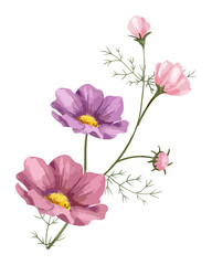Obraz premium Pink cosmos png watercolor flower, transparent background
