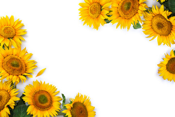 Flowers sunflower ( Helianthus annuus ) with leaves on white background with space for text. Top view, flat lay