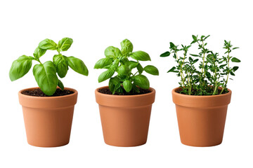 A set of small potted herbs, including basil, rosemary, and thyme, isolated on a transparent background, PNG file.