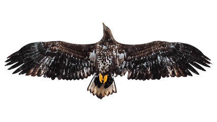 White tailed eagle png bird sticker, transparent background