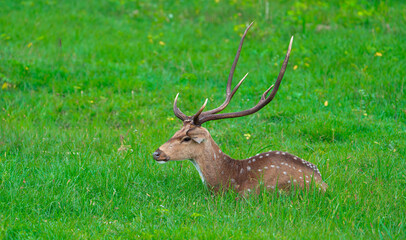 deer sitting on grace