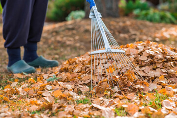 A bunch of autumn leaves and a woman is doing a general cleaning in the garden. In autumn, people...