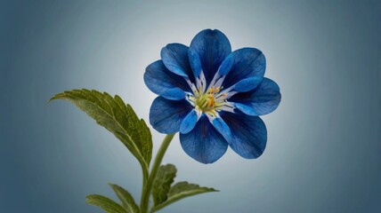 Stunning blue flower isolated 
