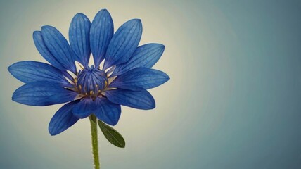 Stunning blue flower isolated 