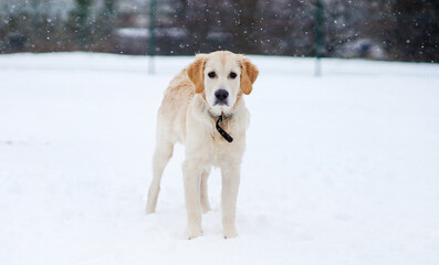 Golden Retriever Puppy Playing In The Snow Outdoors In Winter