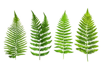 Obraz premium A set of vibrant green fern leaves in various sizes, isolated on a transparent background, PNG file.
