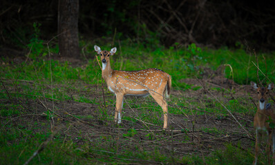 Fototapeta premium DEER LOOK AT FRONT